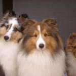 シェルティみんな男の子