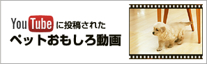 ペットおもしろ動画コレクション