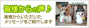 皆様からの声